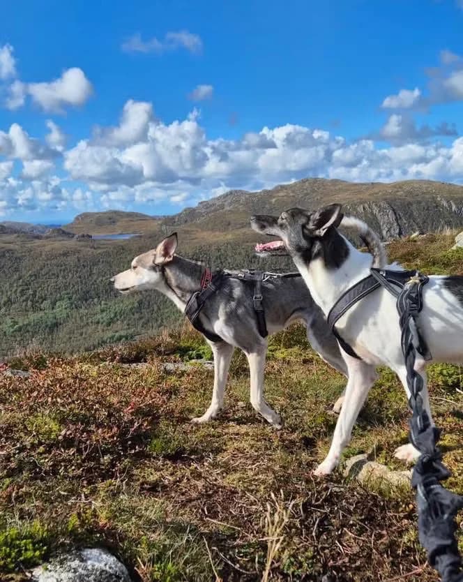 Frøya og Eira (Bonded Pair), female 3yo mixed breed for adoption at 2 Save Me