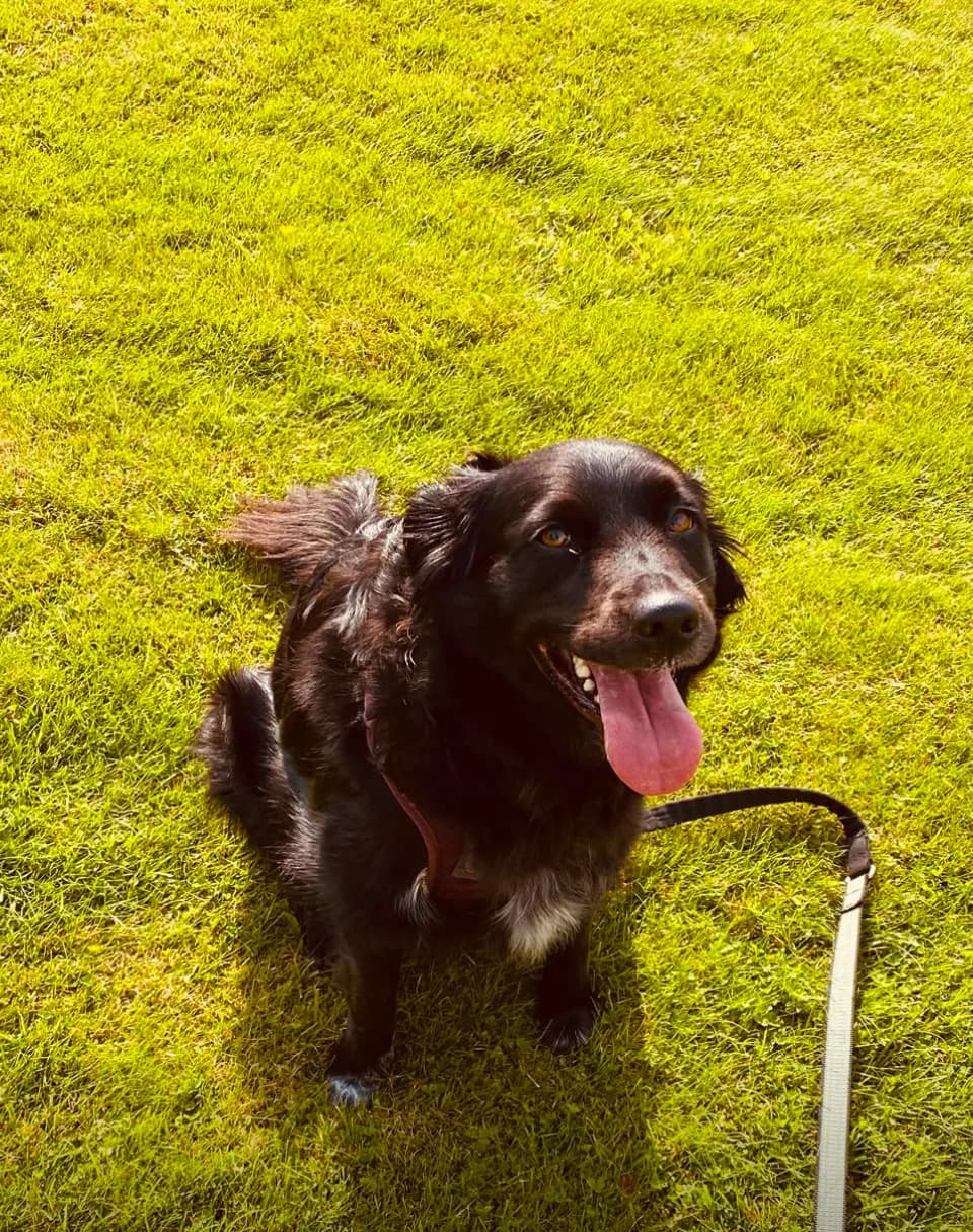 Arya, female 5yo Golden Retriever for adoption at 2 Save Me