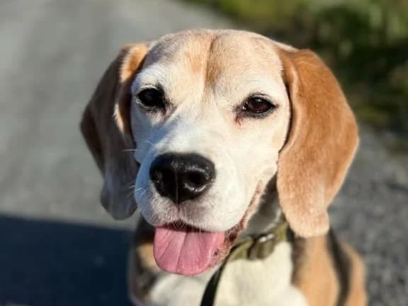 Jackson, male senior Beagle for adoption at 2 Save Me
