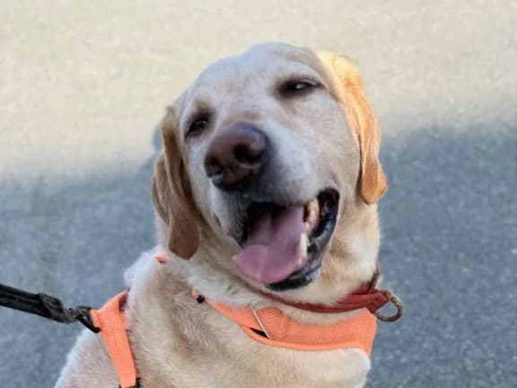 Ori, male senior Labrador Retriever for adoption at 2 Save Me