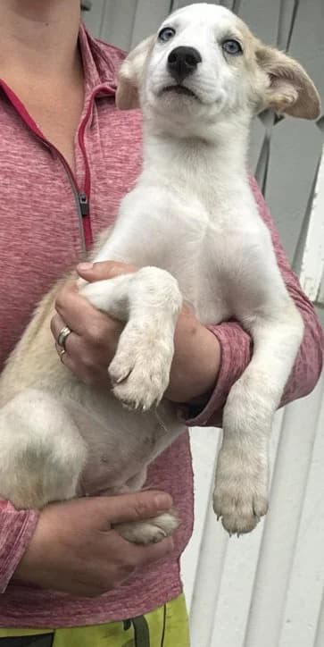 Daim, male Husky for adoption at 4Ever Home, Oslo (national)
