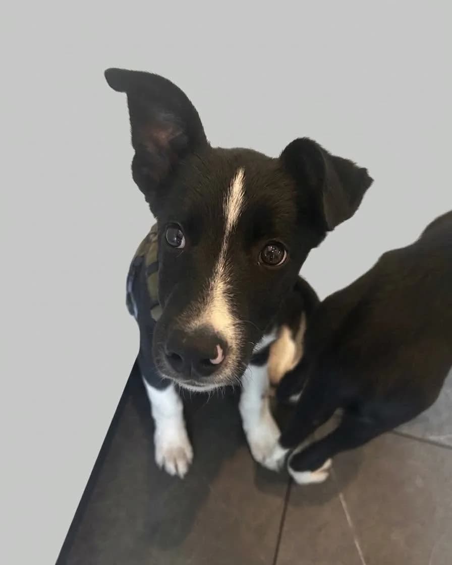 Nonstop, male Husky for adoption at 4Ever Home, Oslo (national)