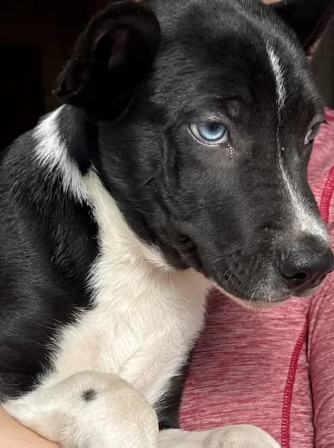Snickers, male Husky for adoption at 4Ever Home, Oslo (national)
