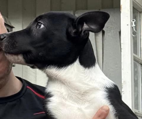 Stratos, male Husky for adoption at 4Ever Home, Oslo (national)