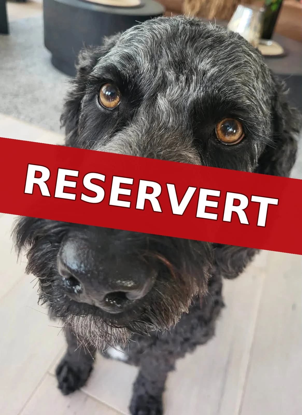 Timmo, male Mixed Breed for adoption at 4Ever Home, Oslo (national)