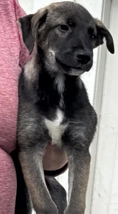 Twix, male Husky for adoption at 4Ever Home, Oslo (national)