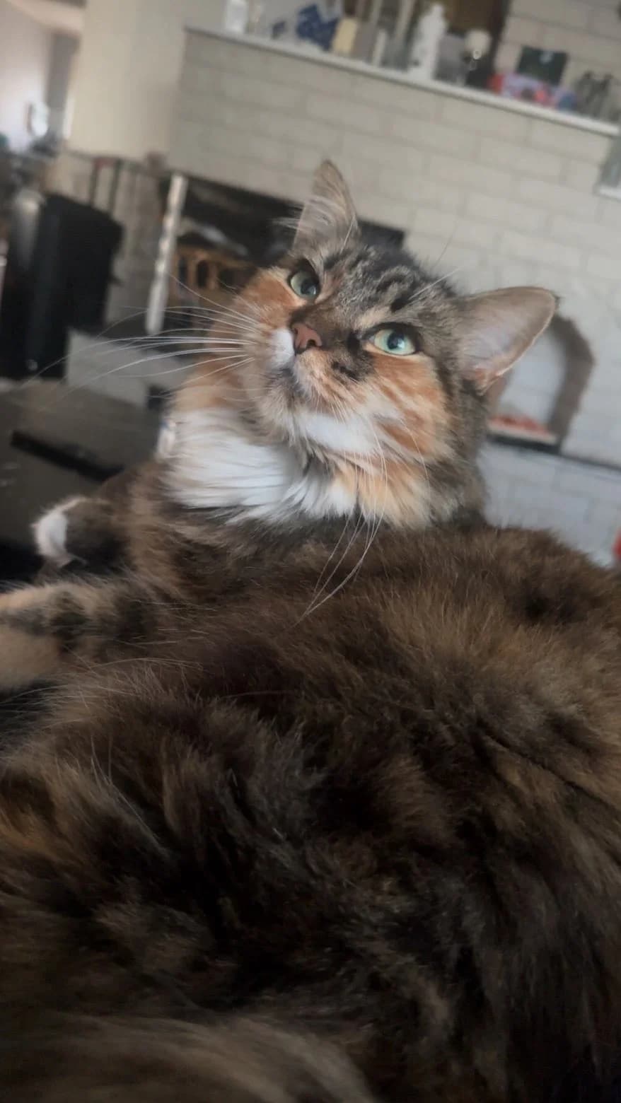 Prinsess, female 4yo Mixed Breed for adoption at Dyrebeskyttelsen Kristiansand