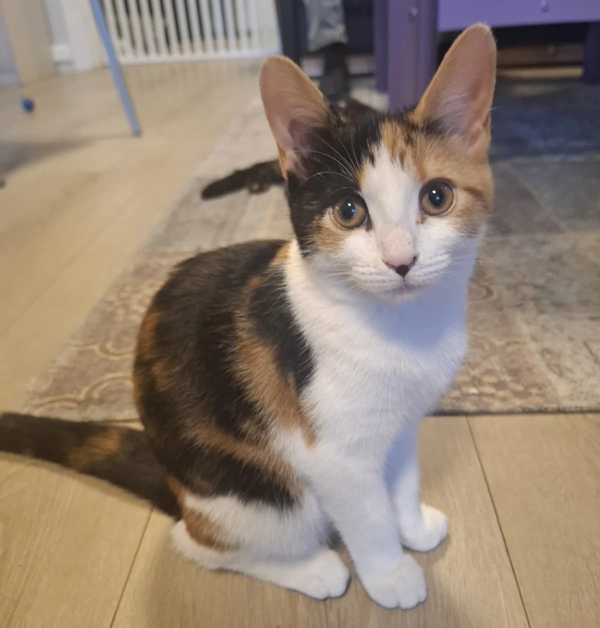 Letti, puppy Mixed Breed for adoption at Dyrebeskyttelsen Kristiansand
