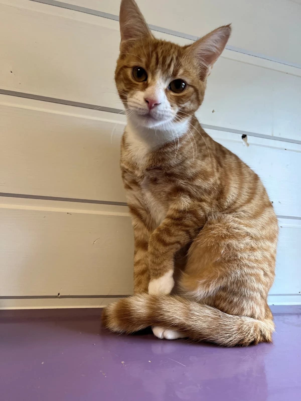 Mats, male senior Mixed Breed for adoption at Dyrebeskyttelsen Kristiansand
