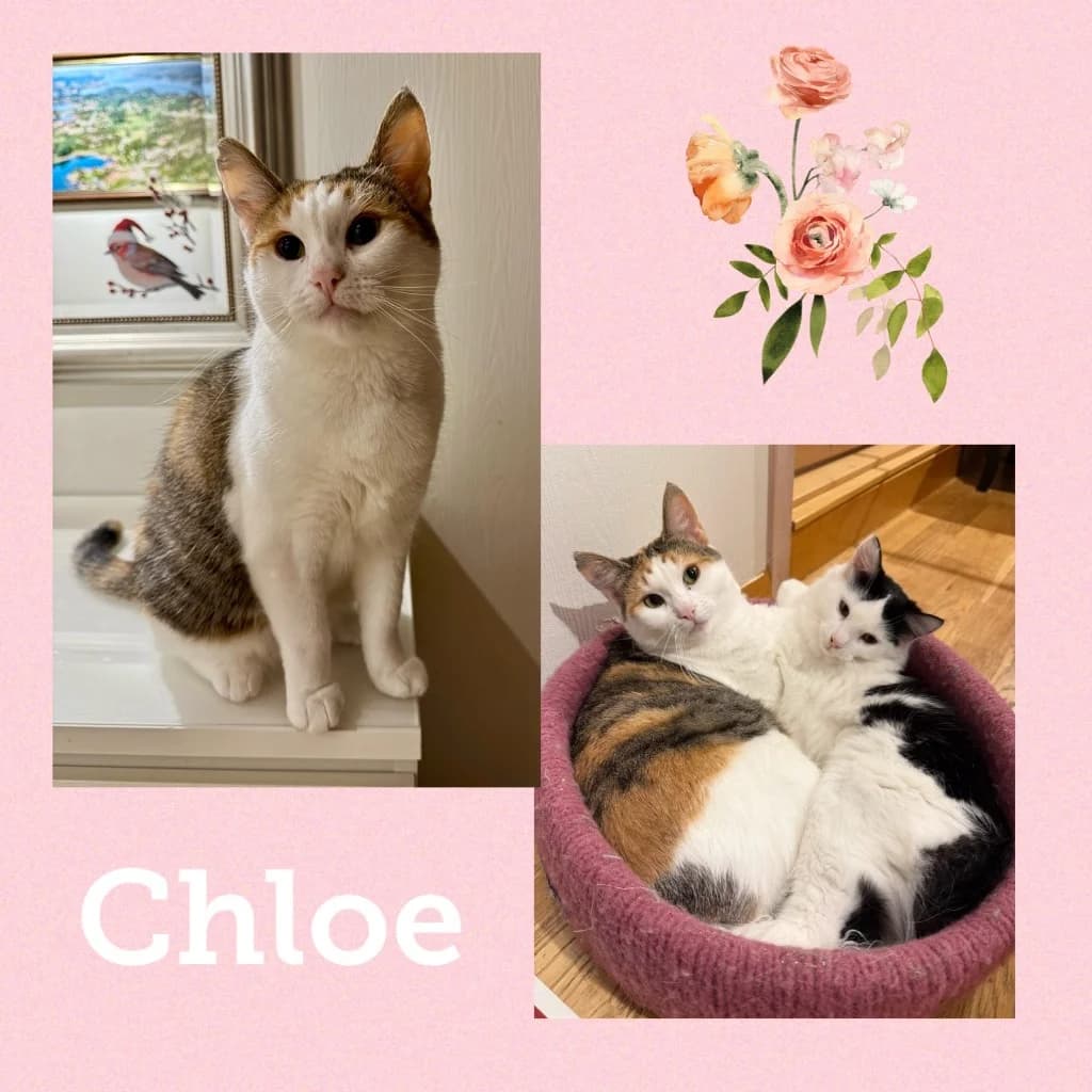 CHLOE, Mixed Breed for adoption at Dyrebeskyttelsen Bergen, Bergen
