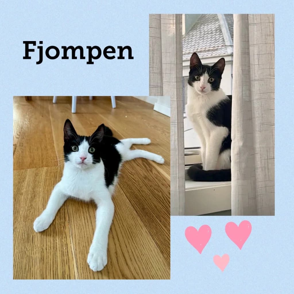 FJOMPEN, Mixed Breed for adoption at Dyrebeskyttelsen Bergen, Bergen