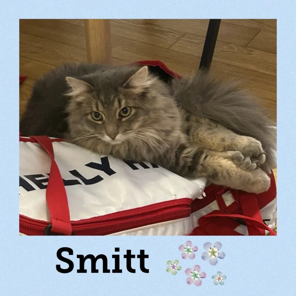 SMITT, Mixed Breed for adoption at Dyrebeskyttelsen Bergen, Bergen