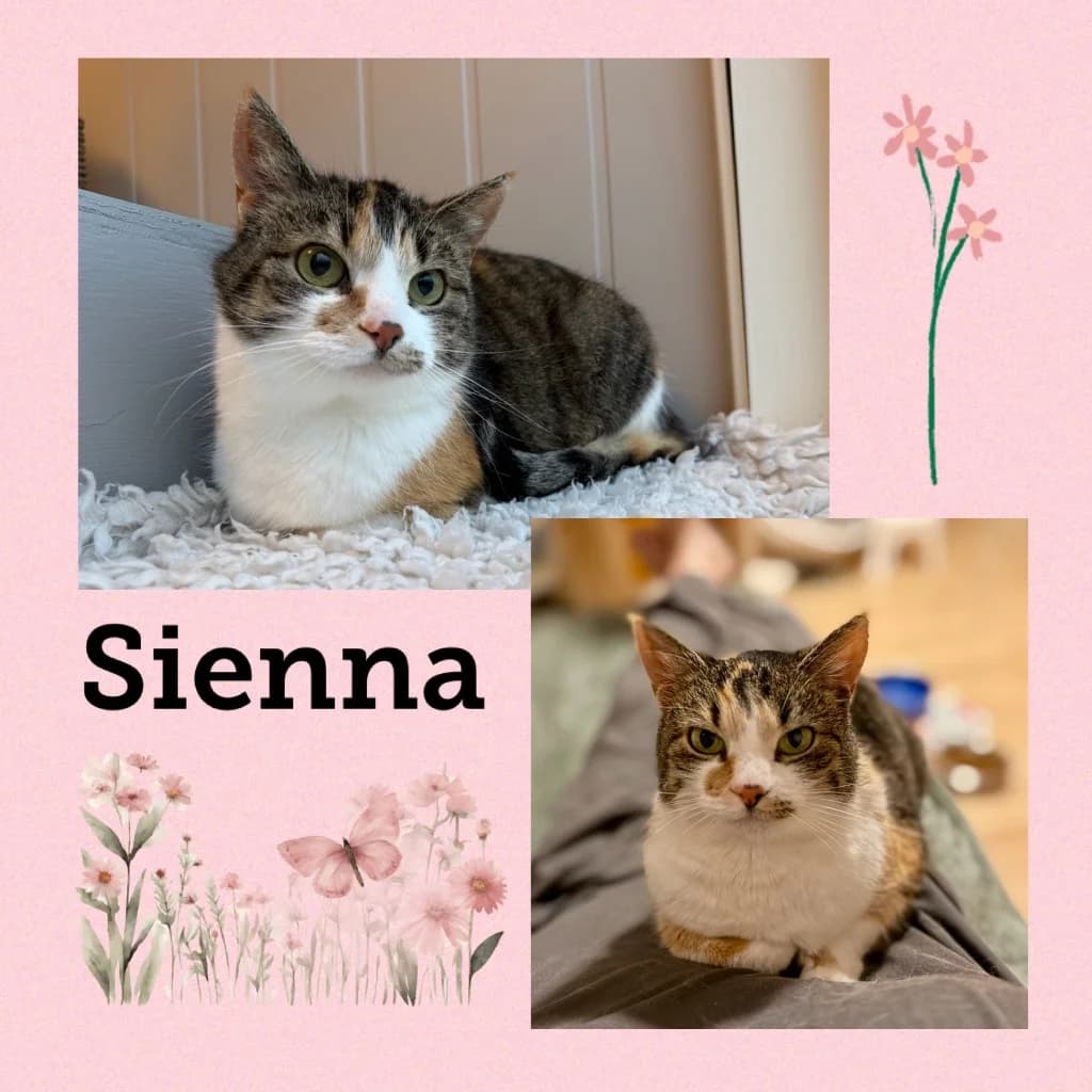 SIENNA, 7yo Mixed Breed for adoption at Dyrebeskyttelsen Bergen, Bergen