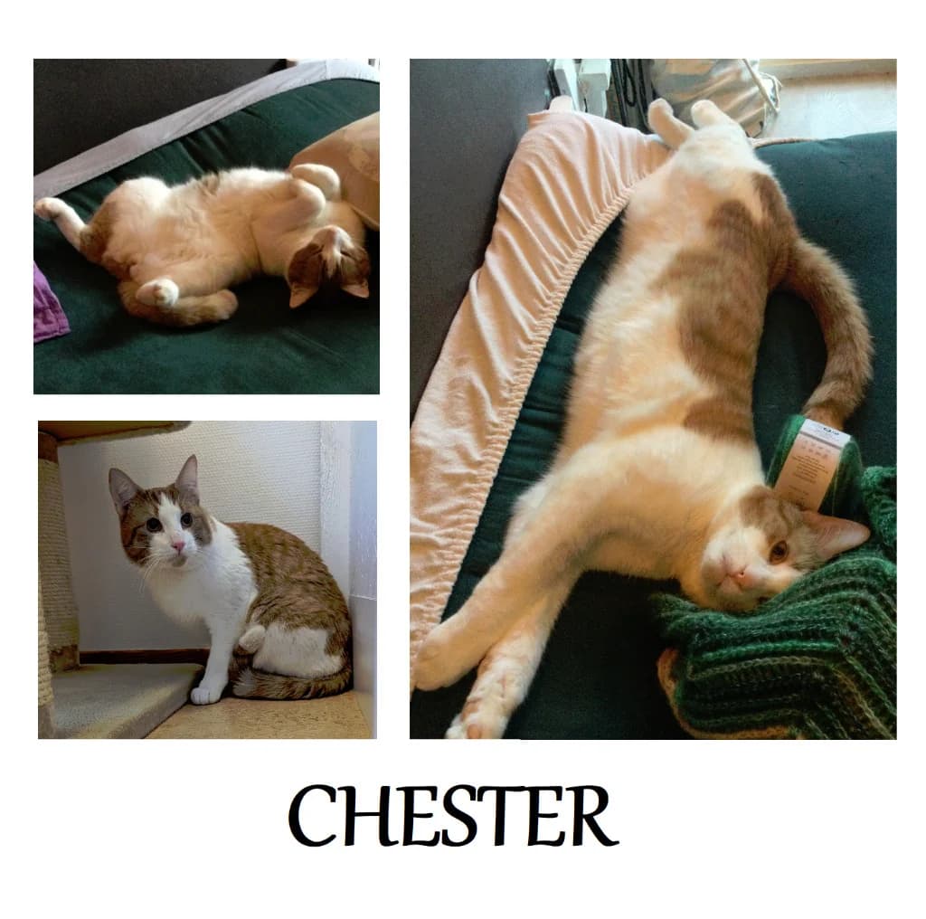 CHESTER, Mixed Breed for adoption at Dyrebeskyttelsen Bergen, Bergen