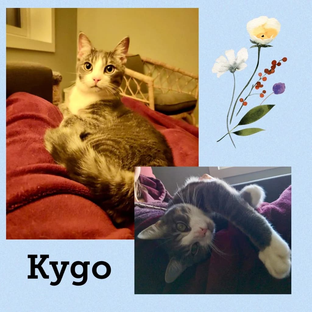 KYGO, Mixed Breed for adoption at Dyrebeskyttelsen Bergen, Bergen