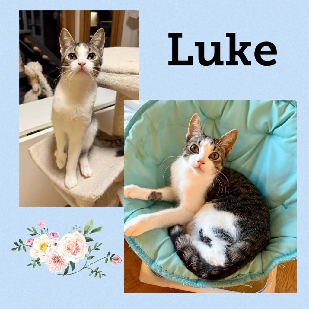 LUKE, puppy Mixed Breed for adoption at Dyrebeskyttelsen Bergen, Bergen
