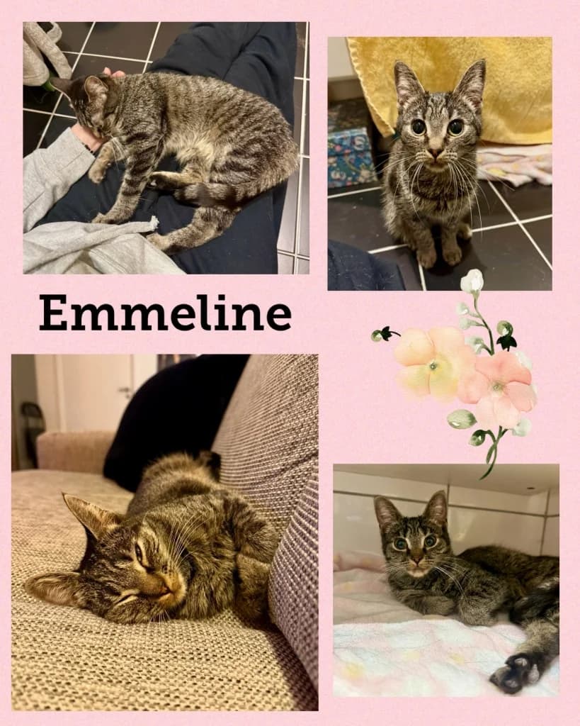 EMMELINE, Mixed Breed for adoption at Dyrebeskyttelsen Bergen, Bergen