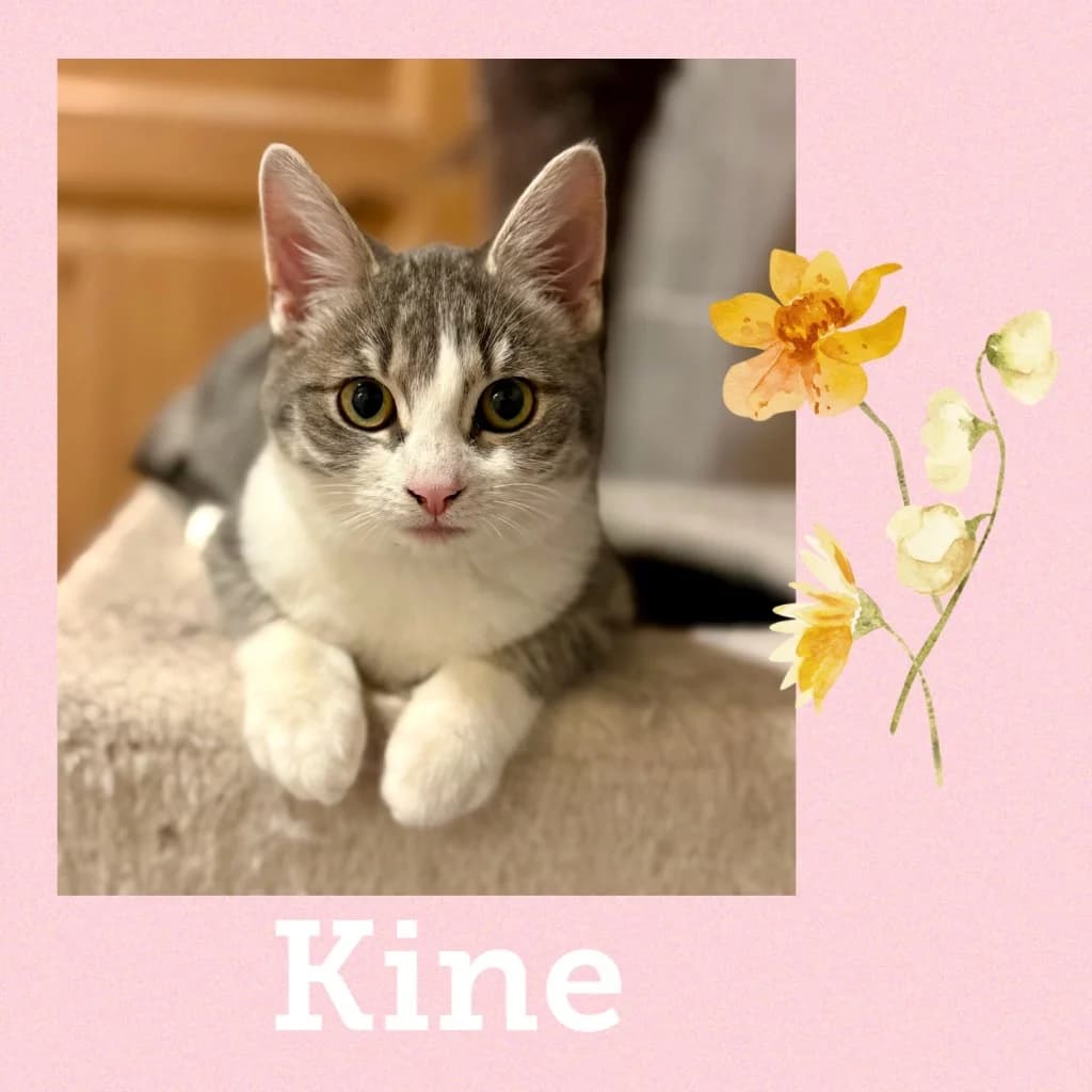 KINE, puppy Mixed Breed for adoption at Dyrebeskyttelsen Bergen, Bergen