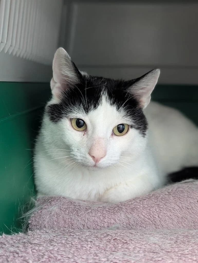 Kristoffer, male Mixed Breed for adoption at Dyrebeskyttelsen Bergen, Bergen