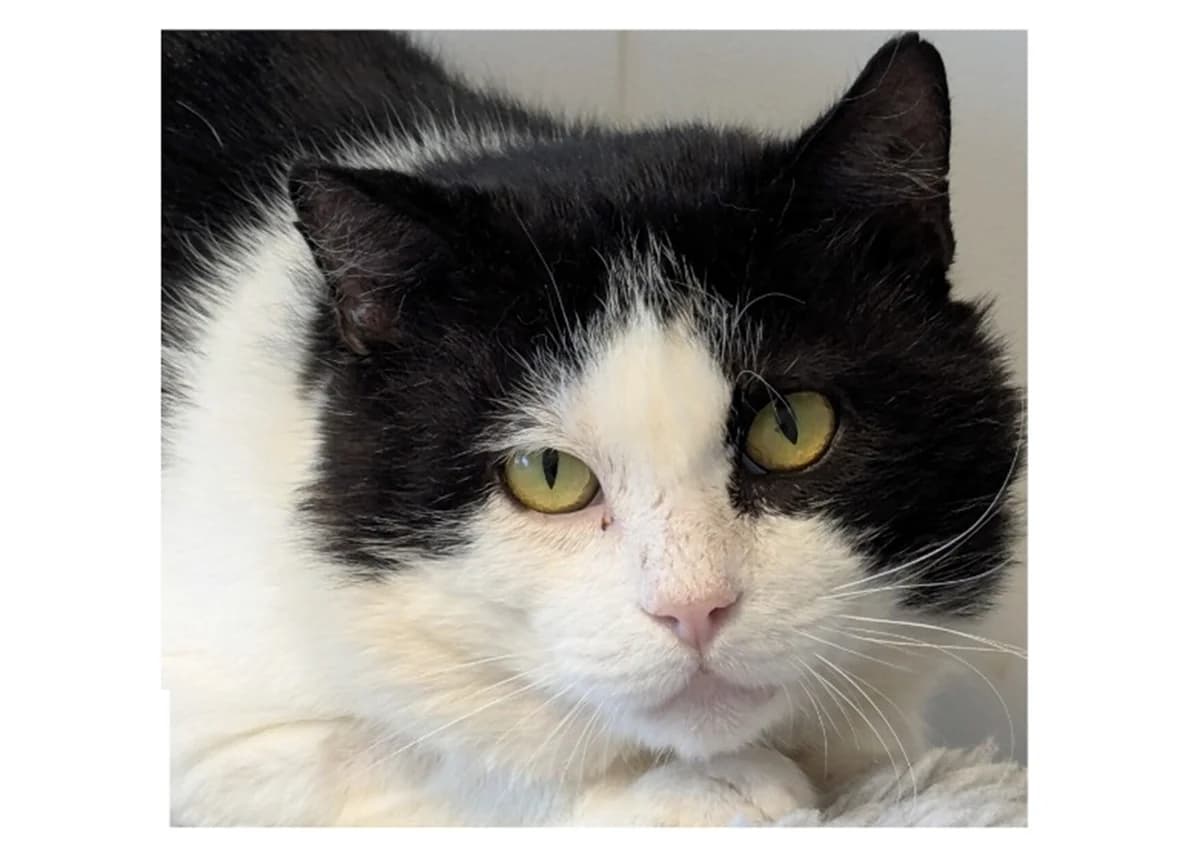 Rambo, male 5yo Mixed Breed for adoption at Dyrebeskyttelsen Bergen, Bergen
