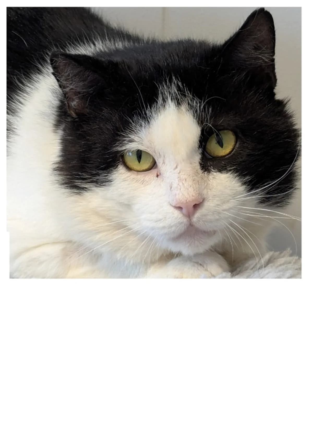 Rambo, male 5yo Mixed Breed for adoption at Dyrebeskyttelsen Bergen, Bergen