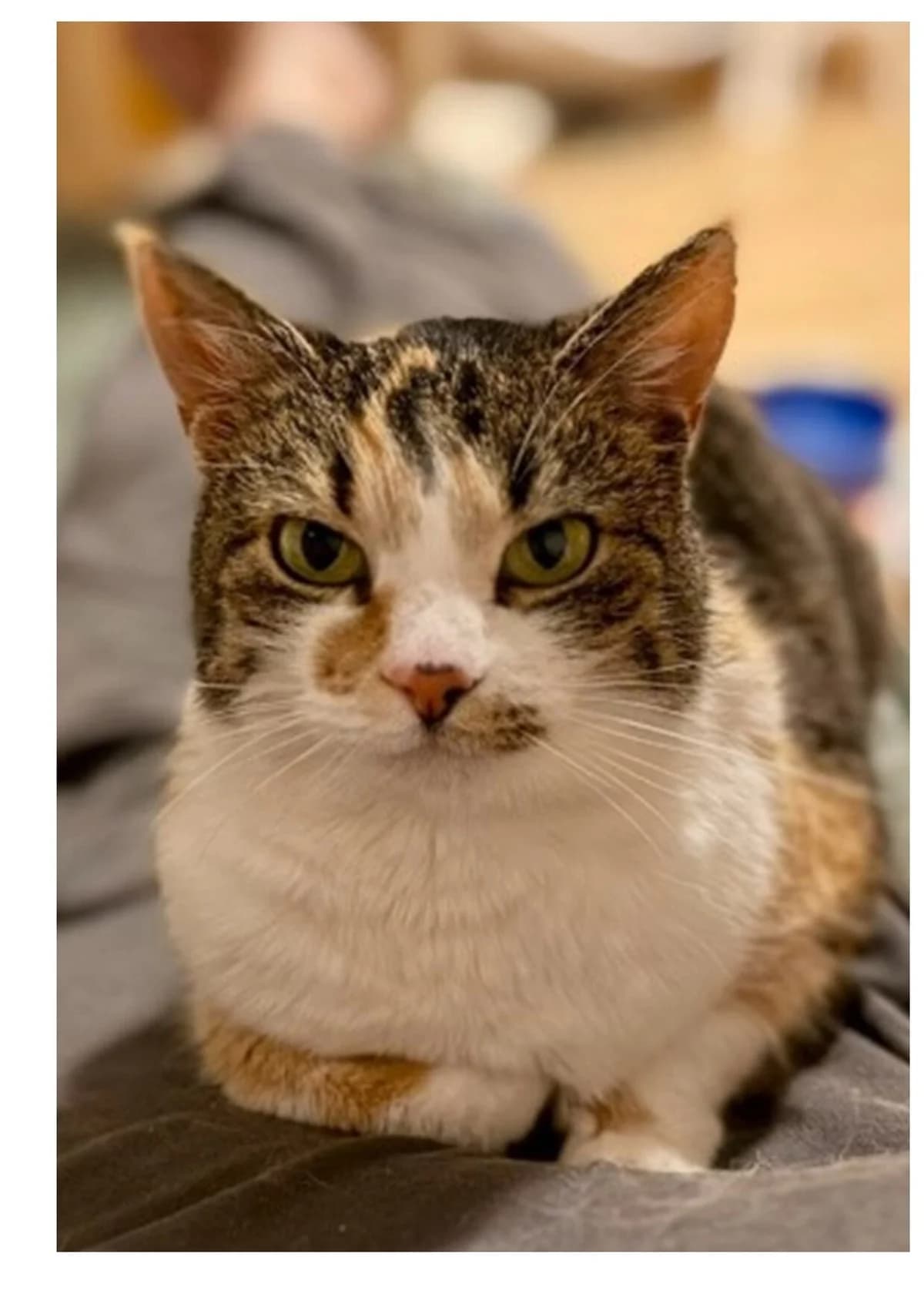 Sienna, 7yo Mixed Breed for adoption at Dyrebeskyttelsen Bergen, Bergen
