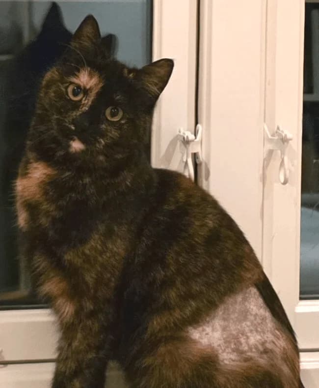 Lone, female young Mixed Breed for adoption at Dyrebeskyttelsen Kongsberg, Kongsberg