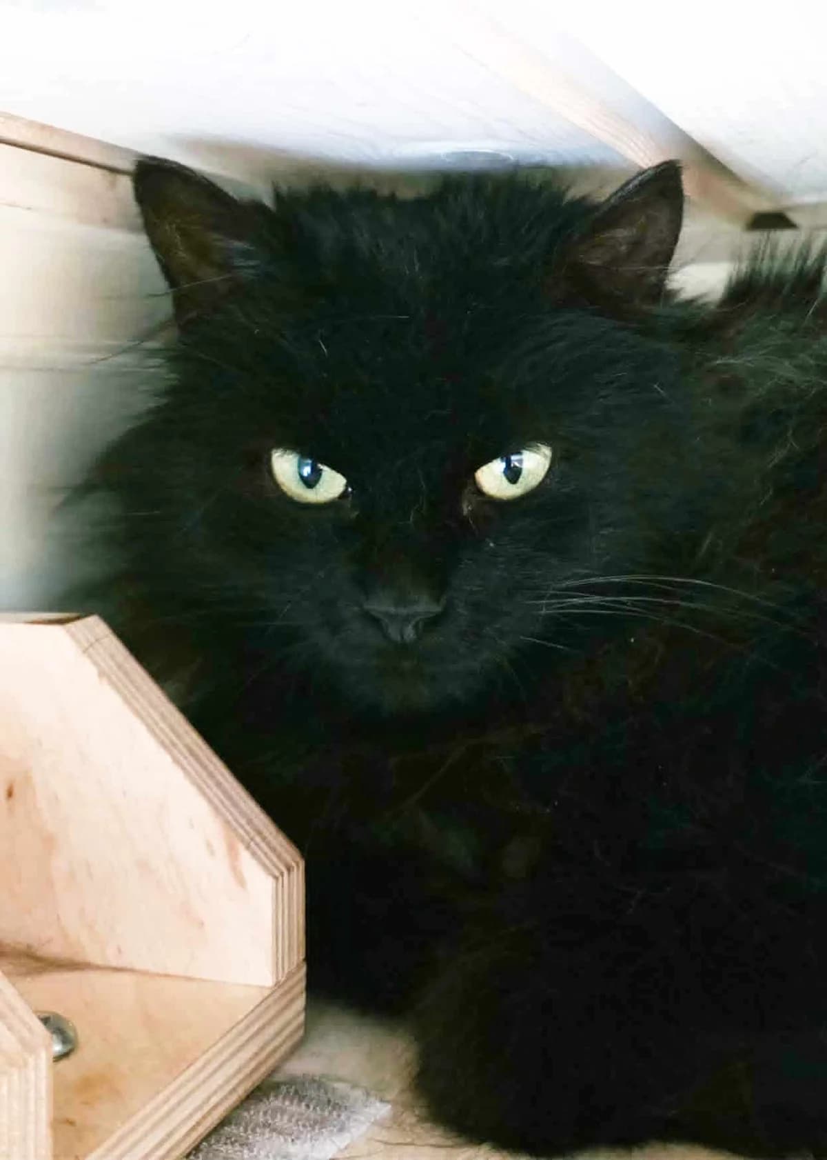 Gerda, female 5yo Mixed Breed for adoption at Dyrebeskyttelsen Kongsberg, Kongsberg