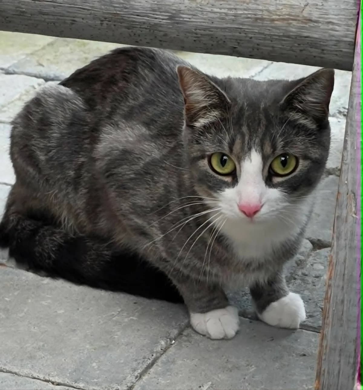 Telma, female 5yo Mixed Breed for adoption at Dyrebeskyttelsen Kongsberg, Kongsberg