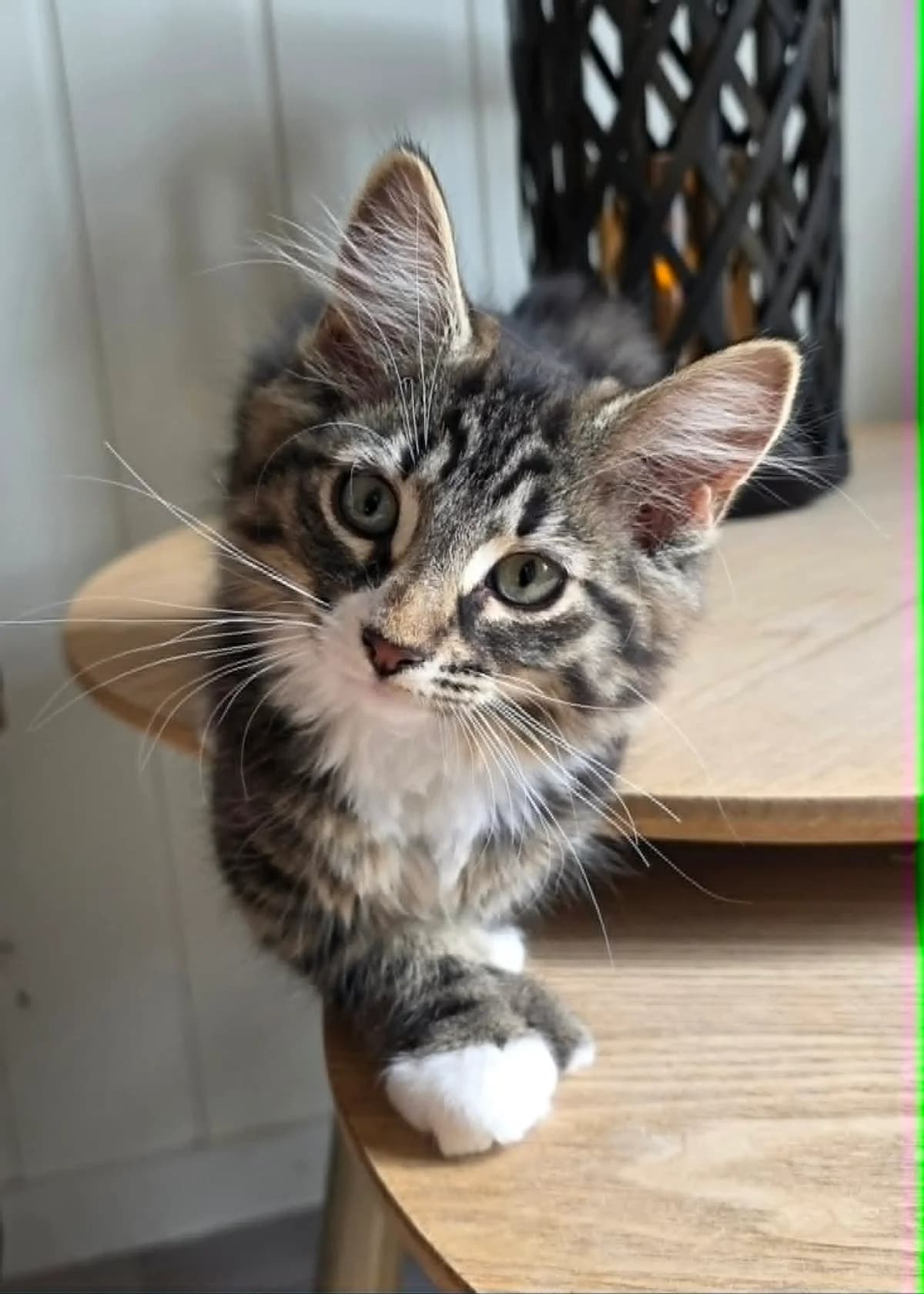 Thea – RESERVERT, female Mixed Breed for adoption at Dyrebeskyttelsen Kongsberg, Kongsberg