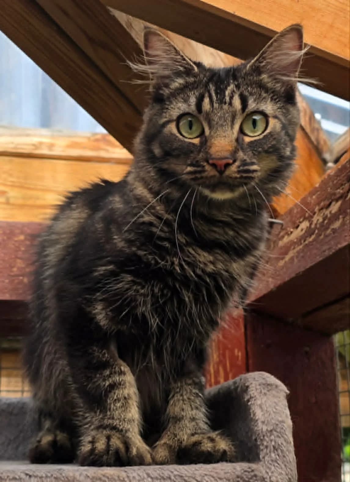 Tokie, female 5yo Mixed Breed for adoption at Dyrebeskyttelsen Kongsberg, Kongsberg