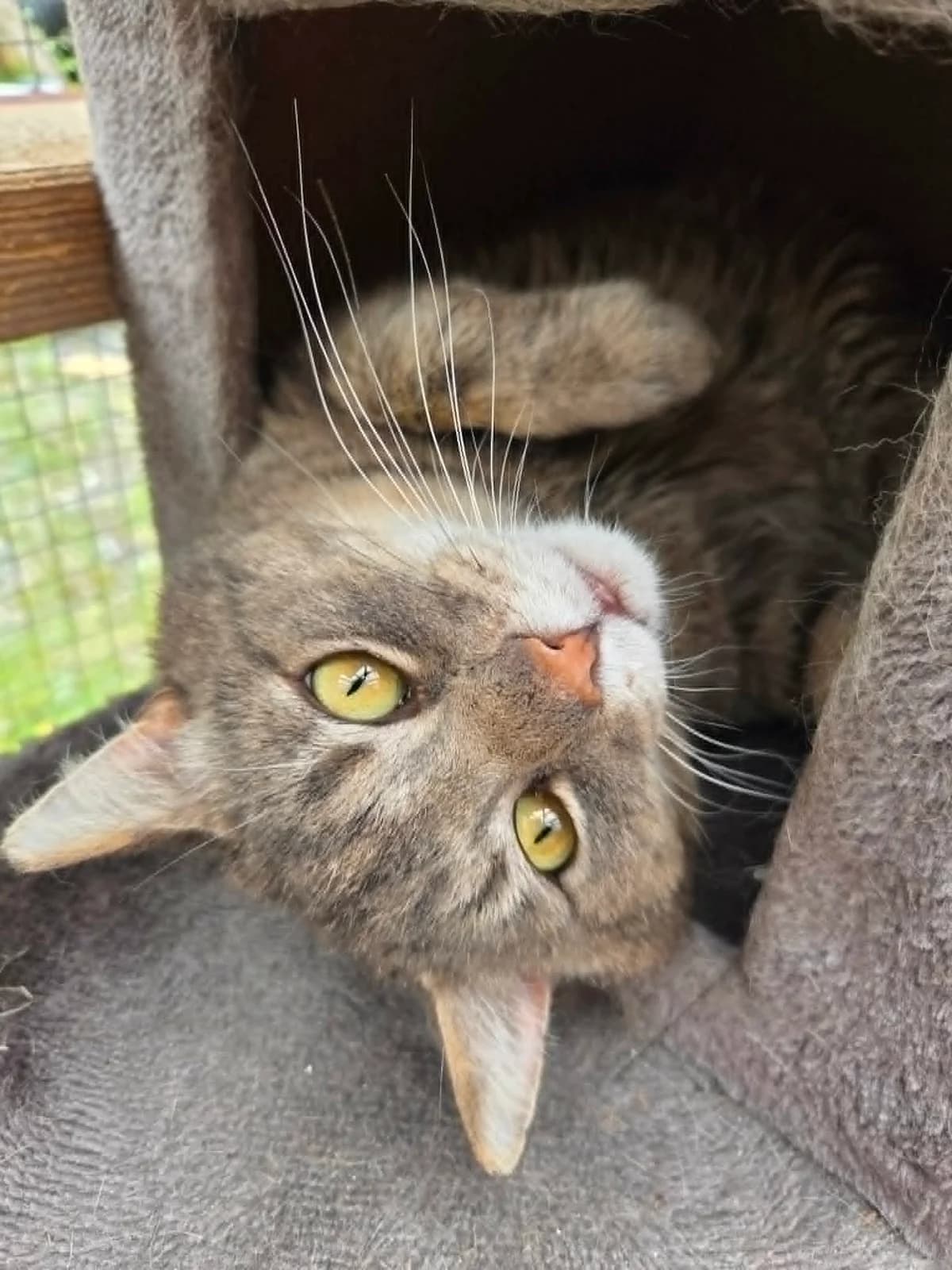Villy, male 6yo Mixed Breed for adoption at Dyrebeskyttelsen Kongsberg, Kongsberg