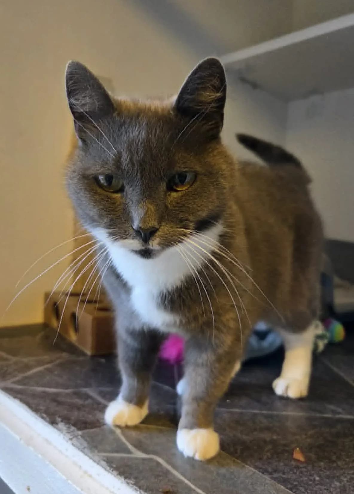 Korine – RESERVERT, female 4yo Mixed Breed for adoption at Dyrebeskyttelsen Kongsberg, Kongsberg