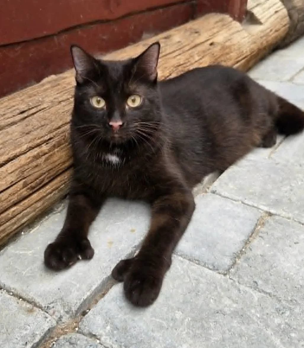 Milo, male 5yo Mixed Breed for adoption at Dyrebeskyttelsen Kongsberg, Kongsberg