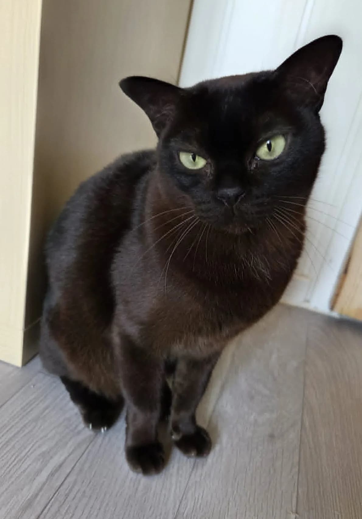 Theo, male 5yo Mixed Breed for adoption at Dyrebeskyttelsen Kongsberg, Kongsberg
