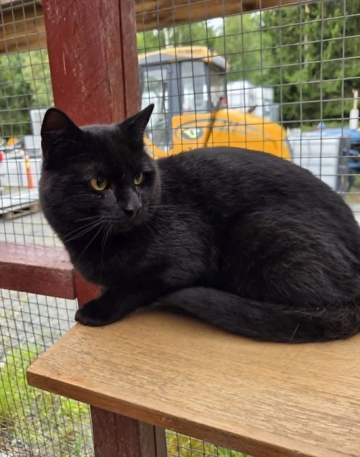 Kolbjørn, male 6yo Mixed Breed for adoption at Dyrebeskyttelsen Kongsberg, Kongsberg