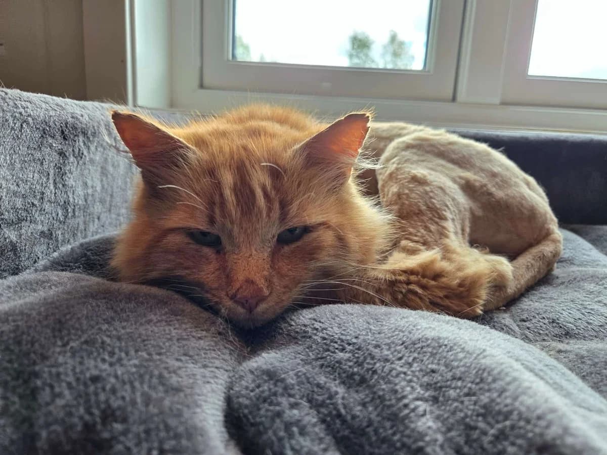 Ottar – RESERVERT, male 4yo Mixed Breed for adoption at Dyrebeskyttelsen Kongsberg, Kongsberg