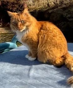 Simba, male 5yo Mixed Breed for adoption at Dyrebeskyttelsen Norge Drammen og omegn, Drammen