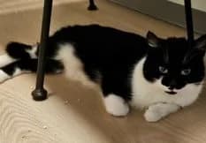 Maja, female young Mixed Breed for adoption at Dyrebeskyttelsen Norge Drammen og omegn, Drammen