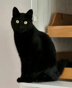 Nikki, male 3yo Mixed Breed for adoption at Dyrebeskyttelsen Norge Drammen og omegn, Drammen