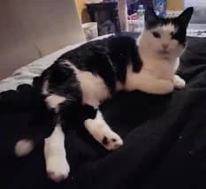 Siw, female senior Mixed Breed for adoption at Dyrebeskyttelsen Norge Drammen og omegn, Drammen