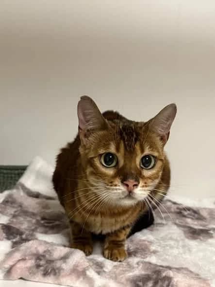 Victoria, female young Bengal for adoption at Dyrebeskyttelsen Norge Drammen og omegn, Drammen