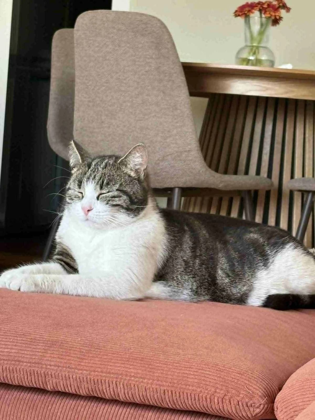 Missy, 3yo Mixed Breed for adoption at Dyrebeskyttelsen Norge Drammen og omegn, Drammen