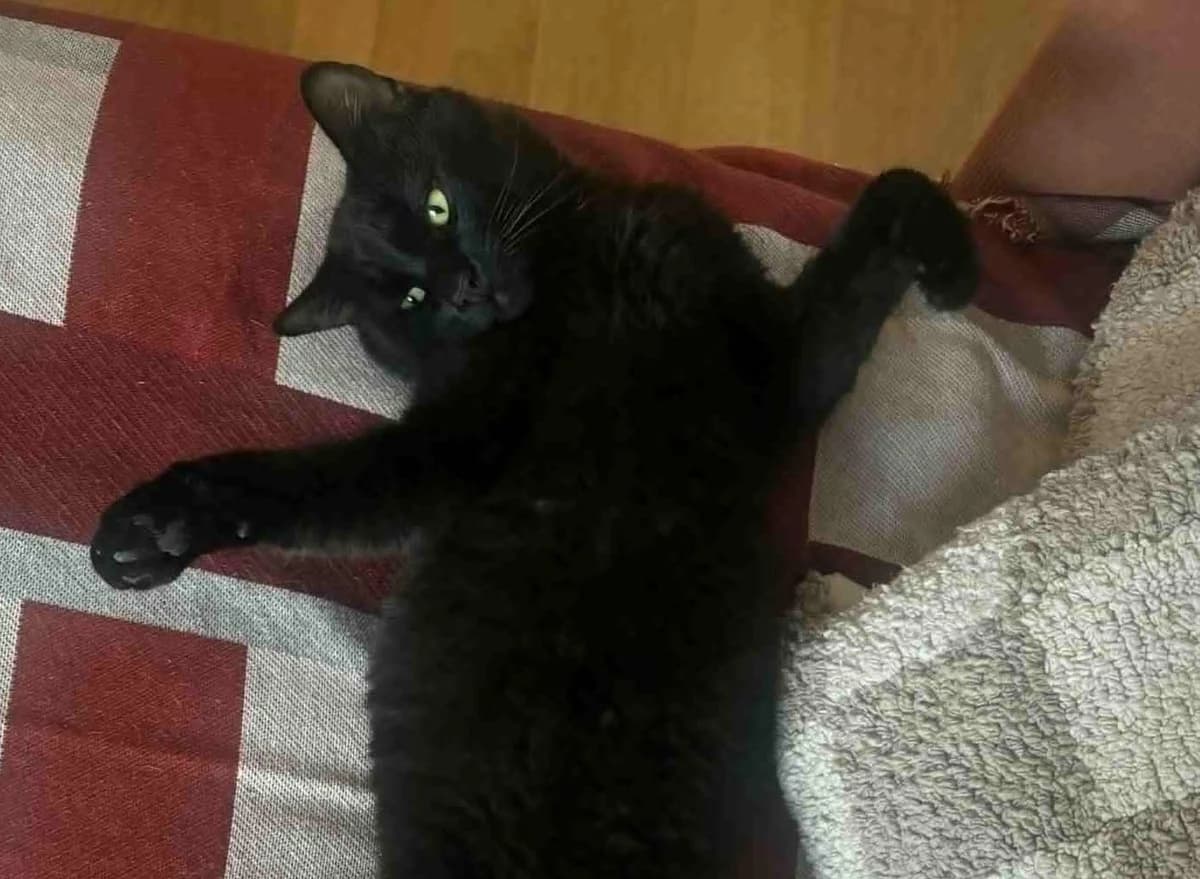 Papi, svart 6yo Mixed Breed for adoption at Dyrebeskyttelsen Norge Drammen og omegn, Drammen