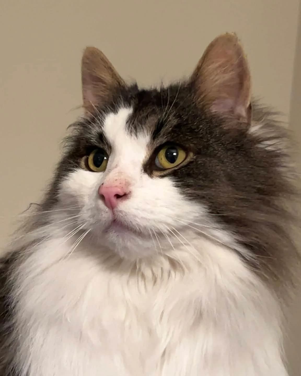 Sol, male senior Mixed Breed for adoption at Dyrebeskyttelsen Norge Finnmark, Alta