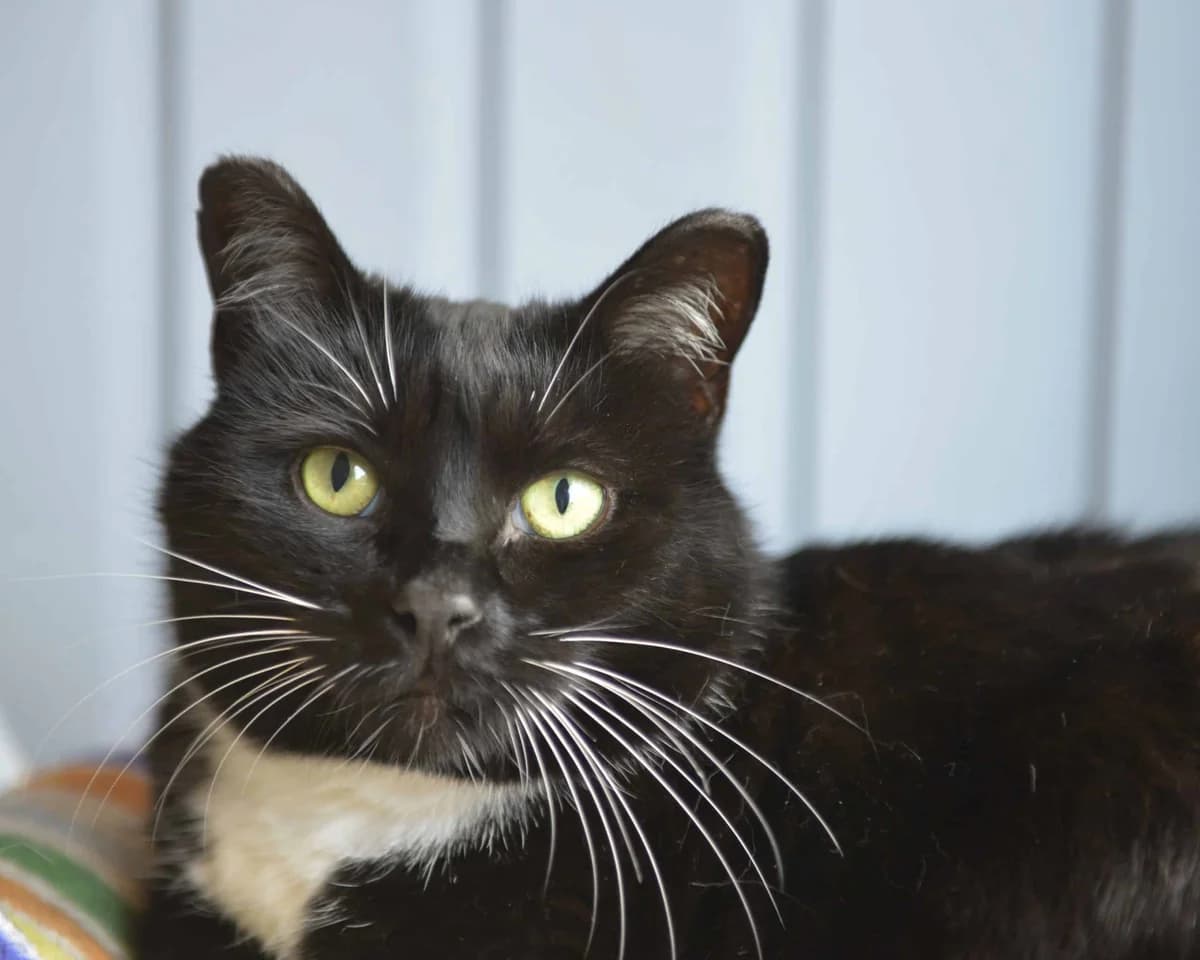 Bella, female senior Mixed Breed for adoption at Dyrebeskyttelsen Norge Finnmark, Alta