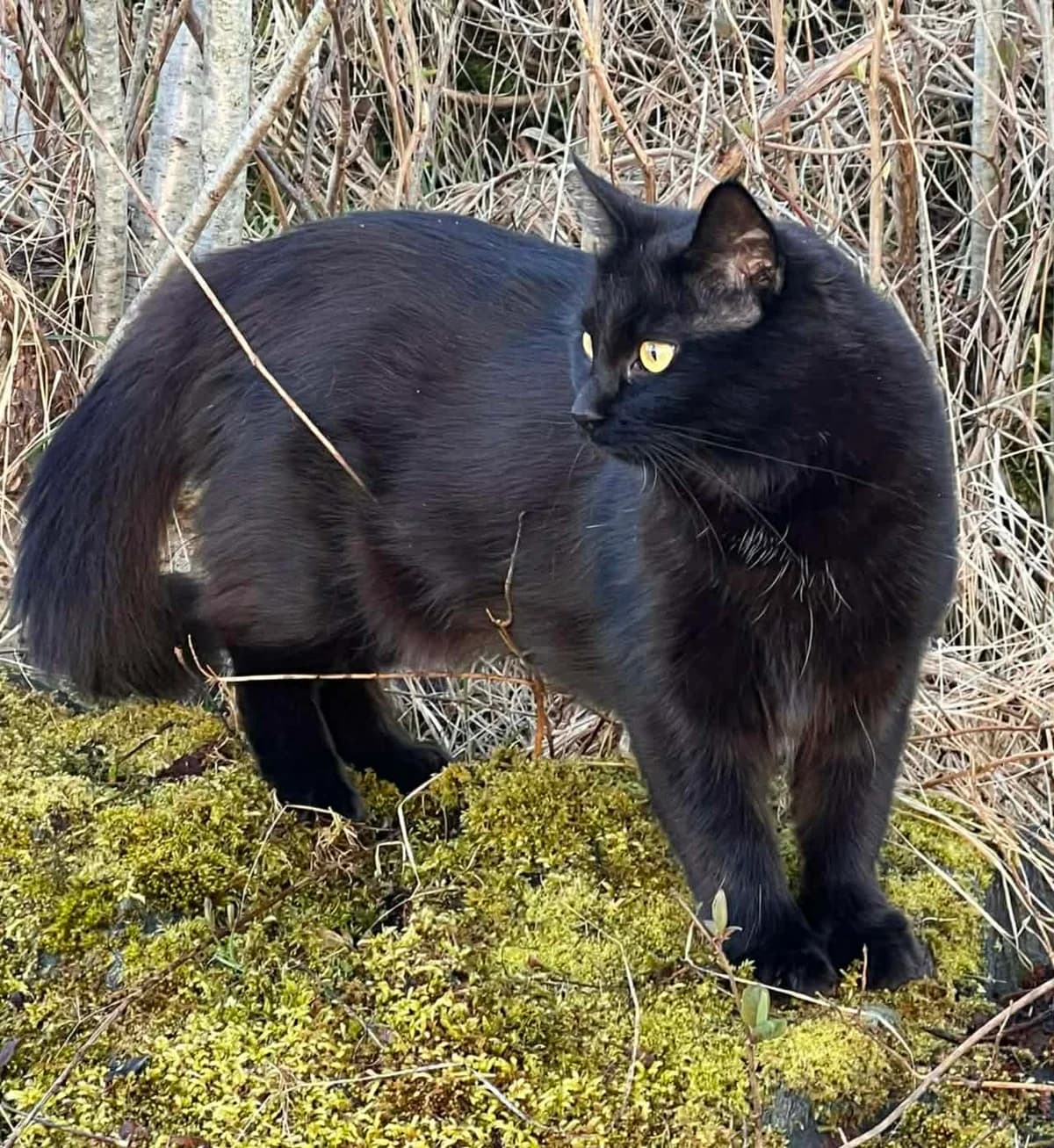 Oreo, female 5yo Mixed Breed for adoption at Dyrebeskyttelsen Norge Haugaland, Haugesund