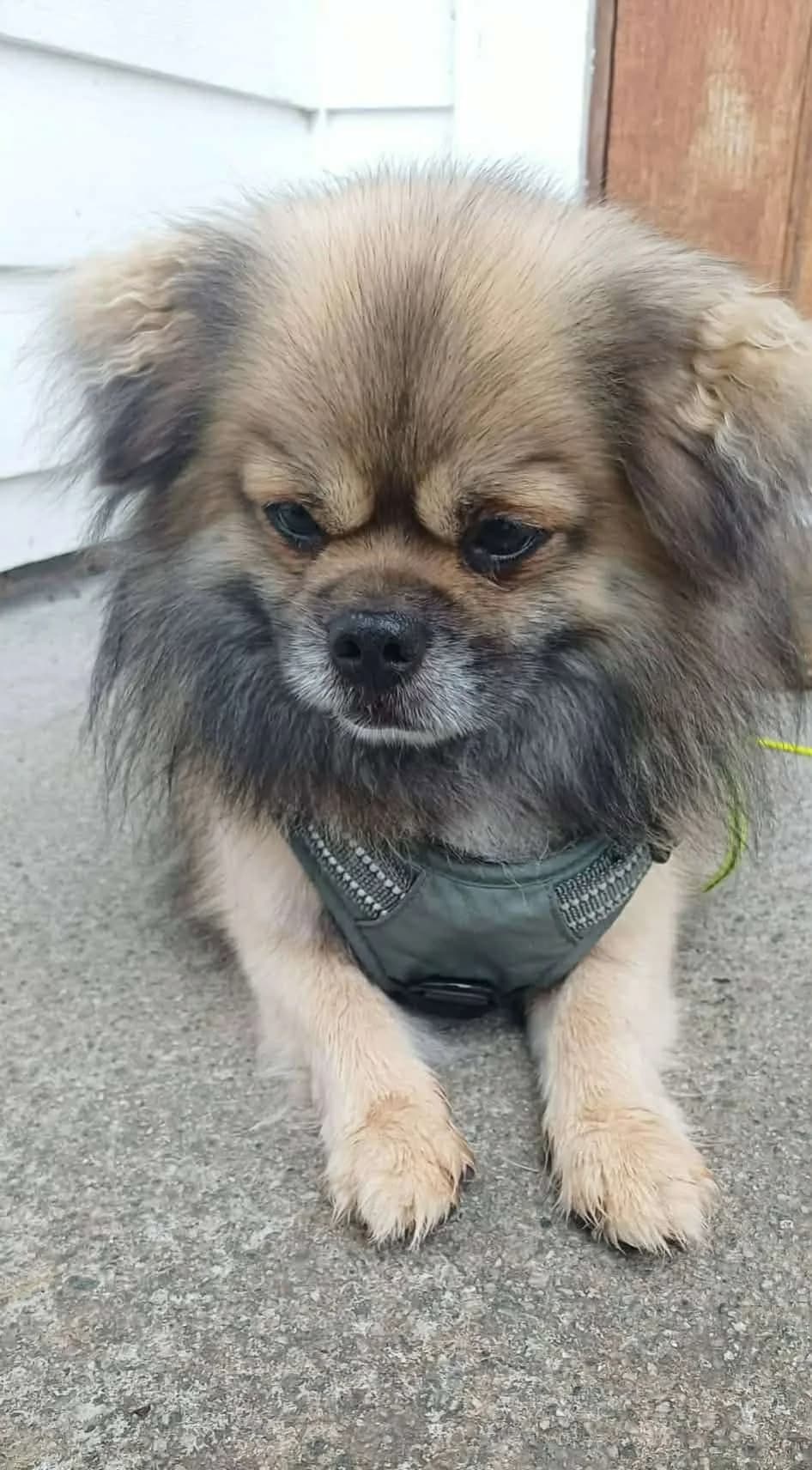 Kjærlig, sosial og trofast Tibetansk spaniel på 5 år søker sin egen familie, male 5yo Mixed Breed for adoption at Dyrebeskyttelsen Norge Haugaland, Haugesund
