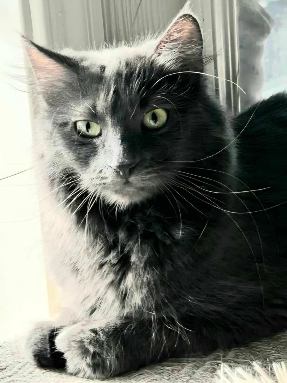 Vakre Nala søker sitt trygge for, female 5yo Mixed Breed for adoption at Dyrebeskyttelsen Norge Haugaland, Haugesund