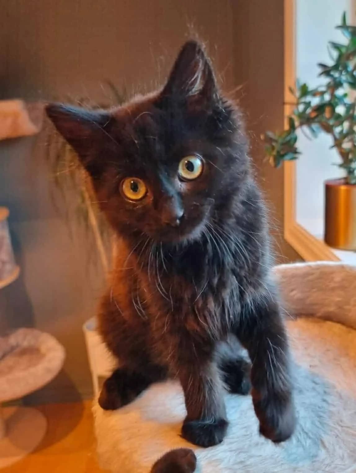 Diva, female senior Mixed Breed for adoption at Dyrebeskyttelsen Norge Haugaland, Haugesund